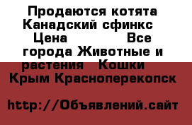 Продаются котята Канадский сфинкс › Цена ­ 15 000 - Все города Животные и растения » Кошки   . Крым,Красноперекопск